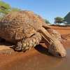 Water Conservation Series - Animals that Conserve Water – The Tortoise