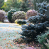 Water Conservation Series – Water Wise Plants for Dry but Cold Climates