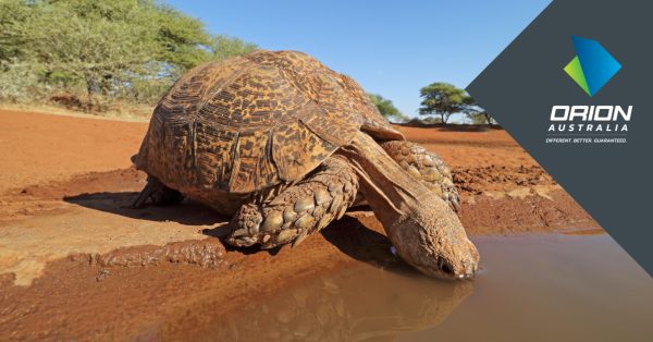 Tortoise drinking water