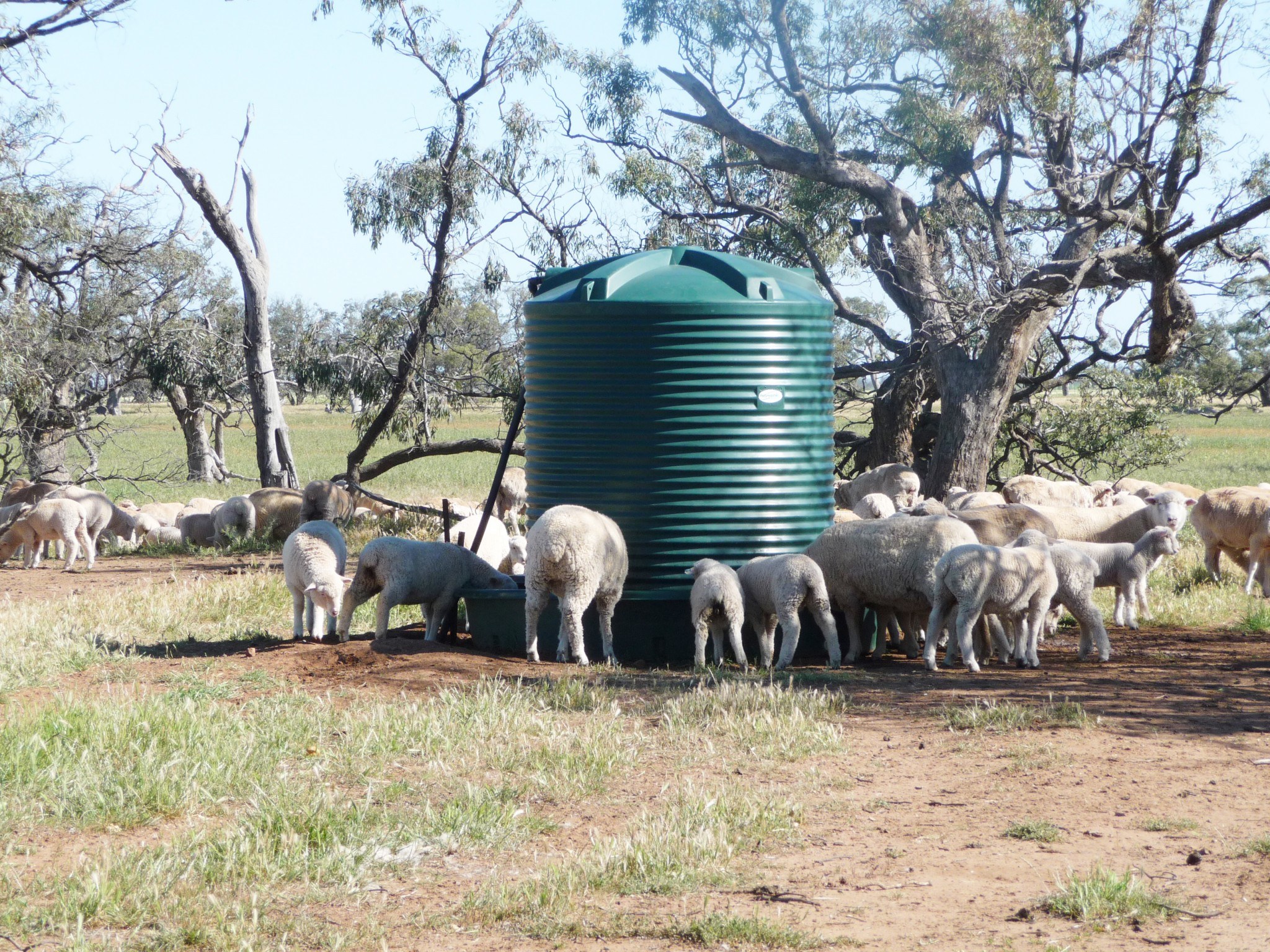 sheep feeding at feed trough