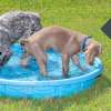 Water Conservation Series – Ensuring our Pets Stay Hydrated During the Warmer Months