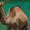 Water Conservation Series – Animals that Conserve Water – The Camel