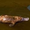 Smart Rainwater Tank Network to Save Platypus