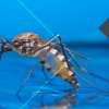 How To Keep Mosquitos Out Of Your Rainwater Tank