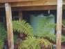1100 Ltr Corrugated Rainwater Tank placed under deck with ferns rocks and pine bark