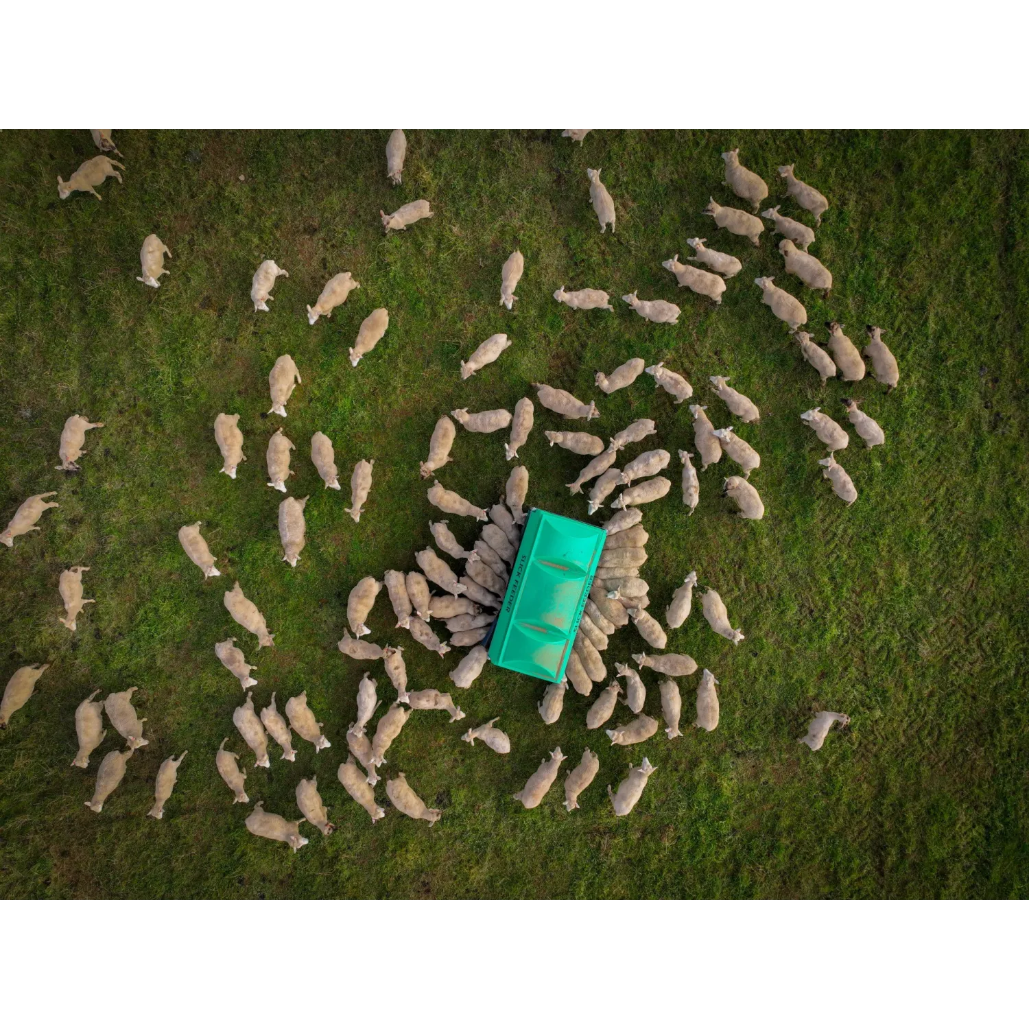 Aerial of Lambs eating from Slick Feeder