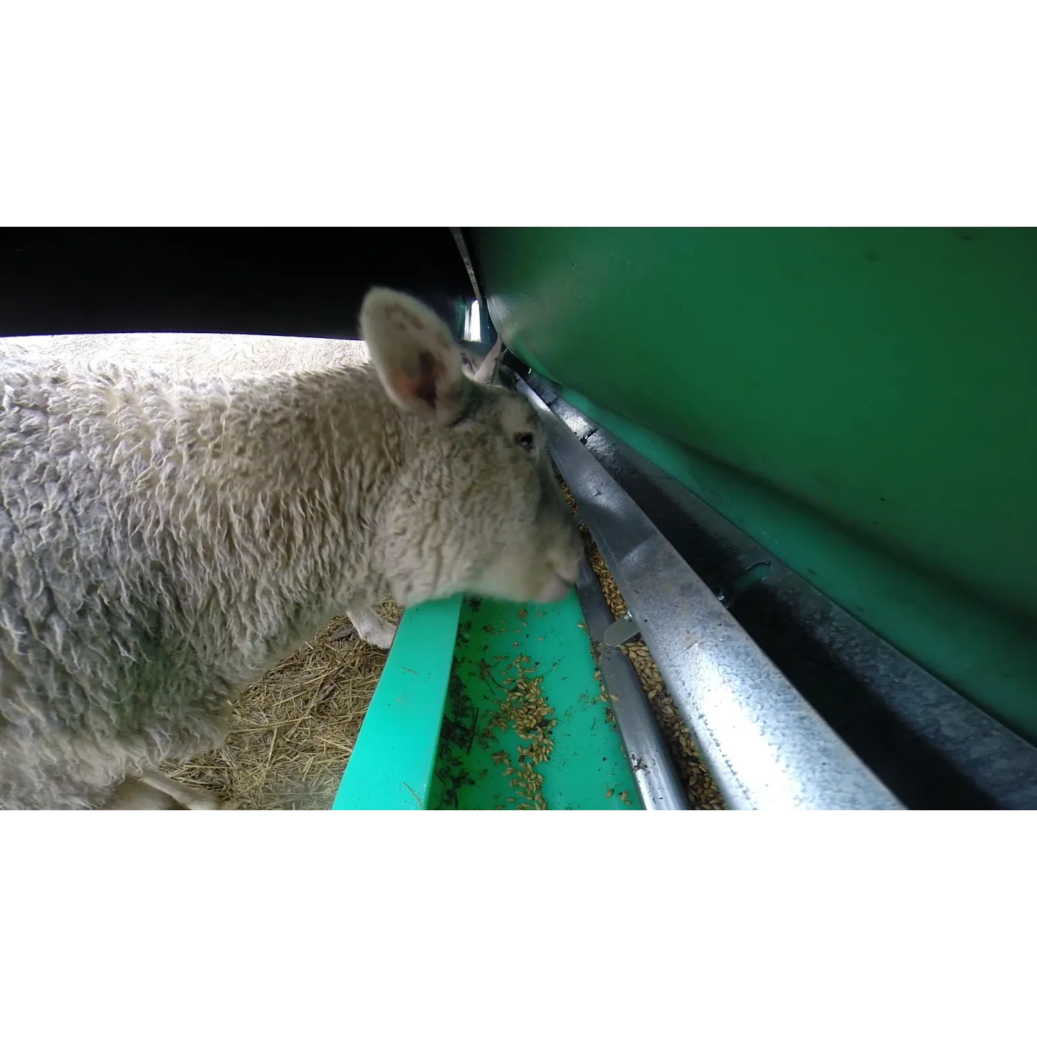 Lambs eating from JACKY Slick Feeder