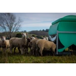 Slick Feeder Feeding Lambs