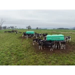 Calves eating from Slick Feeder