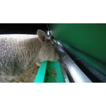 Lambs eating from JACKY Slick Feeder