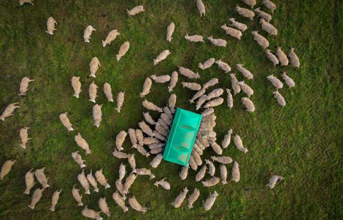Aerial of Lambs eating from Slick Feeder