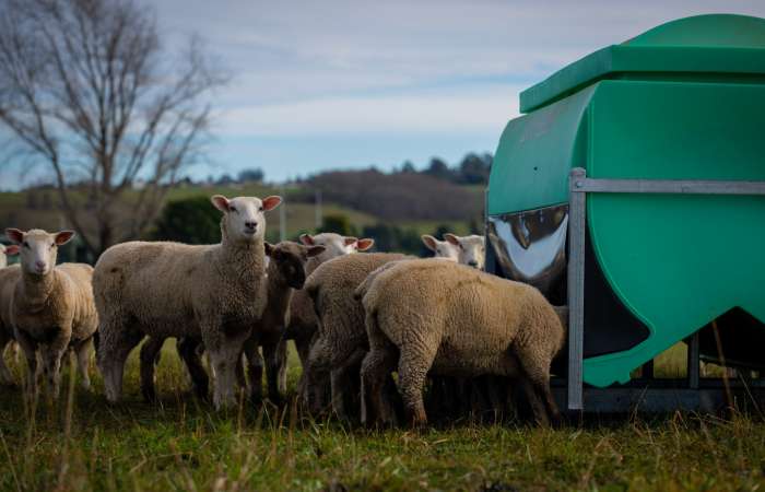 Slick Feeder Feeding Lambs