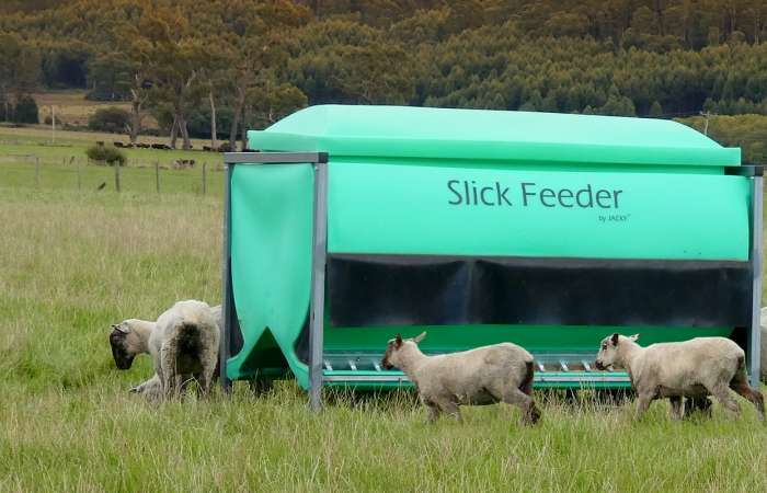 Slick Feeder Sheep